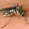 Ein neues Mittel aus den USA soll den Mücken die Lust auf uns Menschen verderben.