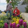 Elfriede Preschl (rechts) und Elisabeth Preschl sind für die Tulpenpracht in Rohrenfels verantwortlich. Im Herbst haben sie mithilfe von Kindern die Blumenzwiebeln eingepflanzt.