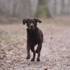 Das sollte nicht passieren: Ein Hund rennt im Wald ohne Leine umher. Dies passiert Jägern zufolge zunehmend. 