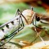Die Tigermücke zählt zu den Überträgern des Dengue-Fiebers. Foto: Stephan Jansen dpa