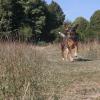 Hündin "Rani" genießt den Lauf ohne Leine auf der Hasenheide. Nicht angeleinte Hunde, die ihren Besitzern nicht gehorchen, sorgen auf den Augsburger Heiden jedoch zunehmend für Konflikte mit dem Naturschutz. 





