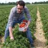 Auf dem Feld von Hermann Schorer in Schwabmünchen können Kunden ihre Erdbeeren selber ernten. Unser Autor Axel Hechelmann macht den Selbstversuch.Foto: Axel Hechelmann