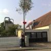 Johannes hat Marina einen Maibaum gestellt (Dillingen und Ellerbach).