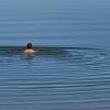 Die EU-Kommission hat den bayerischen Flüssen und Badeseen ein gutes Zeugnis für die Wasserqualität ausgestellt. Schwimmen - wie etwa hier im Forggensee bei Füssen - kann man in den meisten Fällen ohne Bedenken.