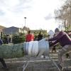 Gerne übernehmen auch die jungen Helfer beim Binswanger Christbaumverkauf die Aufgabe, die Christbäume ins Netz einzupacken, bevor sie auf den Stapel für die Auslieferung gelegt werden.