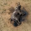Ein toter Elefant im Hwange-Nationalpark in Simbabwe.