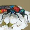 Das Weibchen der Sand-Goldwespe (Hedychrum nobile) schillert in allen Farben des Regenbogens. Sie ist etwa einen Zentimeter groß und legt ihre Eier, ähnlich einem Kuckuck, in die Nester verschiedener Grabwespenarten, bevorzugt aus der Gattung Cerceris. 