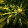 Eine Aufzuchtanlage für Cannabispflanzen hat die Polizei ein Vöhringen entdeckt.