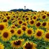 Sie scheint hinter dem Meer aus Sonnenblumen zu verschwinden, die Wallfahrtskirche Maria Beinberg.