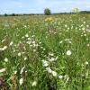 In voller Blüte: eine Wiese im Landkreis Neu-Ulm, die nach dem Vertragsnaturschutzprogramm bewirtschaftet wird. 	