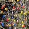 Viele bunte Ostereier schmücken einen Strauch in einem Garten. Ob die Eier dieses Jahr auch so von der Sonne angestrahlt werden, ist noch nicht sicher.