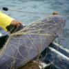 Ein Vaquita im Netz eines Fischers im Golf von Kalifornien.