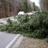 Im Landkreis Günzburg sind am Sonntagabend mehrere Bäume auf Straßen gefallen.