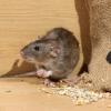 Ratten im Haus: Lebensmittel richtig lagern