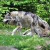 Im Allgäu gab es weitere Wolfs-Sichtungen.