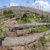 Waldbesitzer fordern beim klimaresilienten Umbau der Wälder Unterstützung und klare Ziele der Politik.