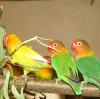 Über 300 farbenprächtige Vögel wurden an zwei Tagen von ihren Züchtern und Besitzern auf der Ausstellung den Besuchern präsentiert.