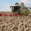 Regenfälle haben die Ernte in den vergangenen Wochen für Landwirte fast unmöglich gemacht. Doch nun kann die Ernte beginnen, wie hier auf dem Weizenfeld in Sielenbach in Kreis Aichach-Friedberg. 	