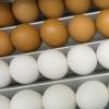 Axvitalis ruft 100.000 Eier zurück, nachdem auf einigen Schalen Campylobacter-Bakterien entdeckt worden sind.