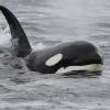 Orcas haben in den vergangenen Jahren mehrere Segelboote vor der Küste der Iberischen Halbinsel attackiert.