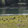 Im Vogelschutzgebiet Plessenteich leben viele Graugänse, wie hier im Bild zu sehen. 33 Jäger haben am Freitagmorgen auf sie geschossen.