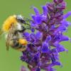 Um die Bestände an Bienen, Hummeln und anderen Tieren zu erhalten, plant das Umweltministerium ein Insektenschutzgesetz. 