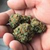 Die Polizei hat in Dietenheim einen Jugendlichen mit Cannabis erwischt. 