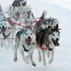 Bis zu 18 Kilometer legten die Schlittenhunde auf den Parcours zurück.