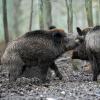 Mehr als 60.000 Wildschweine werden in Bayern jedes Jahr geschossen. Trotzdem vermehren sich die Tiere rasant. 