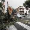 Ein Baum liegt in Rom auf einer Straße, nachdem er von starken Winden niedergerissen wurde.