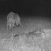 In der Nacht zum Samstag wurden in Igenhausen (Landkreis Aichach-Friedberg) sechs Schafe gerissen. Daraufhin installierte der Jagdpächter eine Wildkamera. Sie nahm am späten Samstagabend dieses Foto auf. Es zeigt wohl einen Wolf.