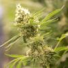 Cannabispflanzen wachsen in einem Blüteraum eines Pharmaunternehmens.