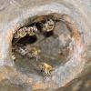 Die Bienen in Holzheim sind gesund und munter. Weltweit gehen die Populationen jedoch dramatisch zurück. Die kleinen Tierchen stechen nur selten. Am häufigsten kommt im Landkreis Dillingen die „Carnicabiene“ vor, die sehr sanftmütig sind und kaum jemals Menschen angreifen. Etwas aggerssiver ist die seltener vorkommende „Nigrabiene“. 