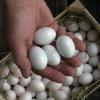 Beim Augsburger Stadttaubenmodell werden den Tauben regelmäßig die Eier ausgetauscht. So können die Geburten kontrolliert werden.