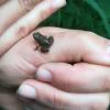 Nur etwa Fingernagelgröße haben die sogenannten Metamorphlinge, die sich zu Tausenden aus dem Laichgewässer auf den Rückweg machen.