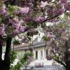 Die Kirschblüten in Oberhausen geben dem Kirschblüten-Festival seinen Namen.