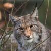 Der Luchs in Deutschland ist vom Aussterben bedroht. Er galt seit 1850 als ausgestorben, wanderte aus Nachbarländern aber wieder ein. Diese Wildkatze lebt in einem Zoo in Hessen. 