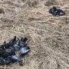 Unmittelbar neben einem Feldweg bei Igling lagen kürzlich tote Tauben.