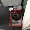 Im Büro der Kreisspital-Servicegesellschaft in der Gartenstraße in Neu-Ulm gebärt eine fremde Katze unerwartet vier kleine Kitten.