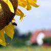 Seit dem Bienen-Volksbegehren bemühen sich viele Landwirte und Firmen darum, Blühwiesen anzulegen. Auch in Augsburg, hier in Lechhausen.