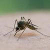 Am Ammersee gibt es dieses Jahr besonders viele Stechmücken.