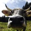 Im Donauried werden Äcker zu Weideland für Rinder