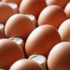 Immer wieder kommen giftbelastete Eier in Supermarktregale. Über die politische Verantwortung wird gestritten. 