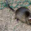 Die Stadt Landsberg kämpft gegen Ratten.