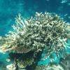 Korallen am Great Barrier Reef, die von Korallenbleiche betroffen sind.