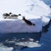 Kaiserpinguine springen von einer Eiskante ins Meer. 