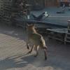 Ein Wolf lief vorigen Montag über das Gelände der Firma Vitus Rieder in Bissingen.  	