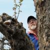 Auf einem Apfelbaum von Gebhard Vill schlägt heuer wieder ein Johannisbeerstrauch aus. 	