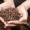 Das ostafrikanische Land Uganda gehört zu den zehn größten Kaffee-Exporteuren auf dem Weltmarkt: 390.000 Tonnen Kaffeebohnen wurden nach Angaben der zuständigen Behörde in der Saison 2020/21 exportiert. Doch der Klimawandel macht den Pflanzen zu Schaffen. 