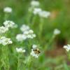 Wie finden Bienen den Weg in Ihren Garten oder auf Ihren Balkon? Der Experte weiß es. 